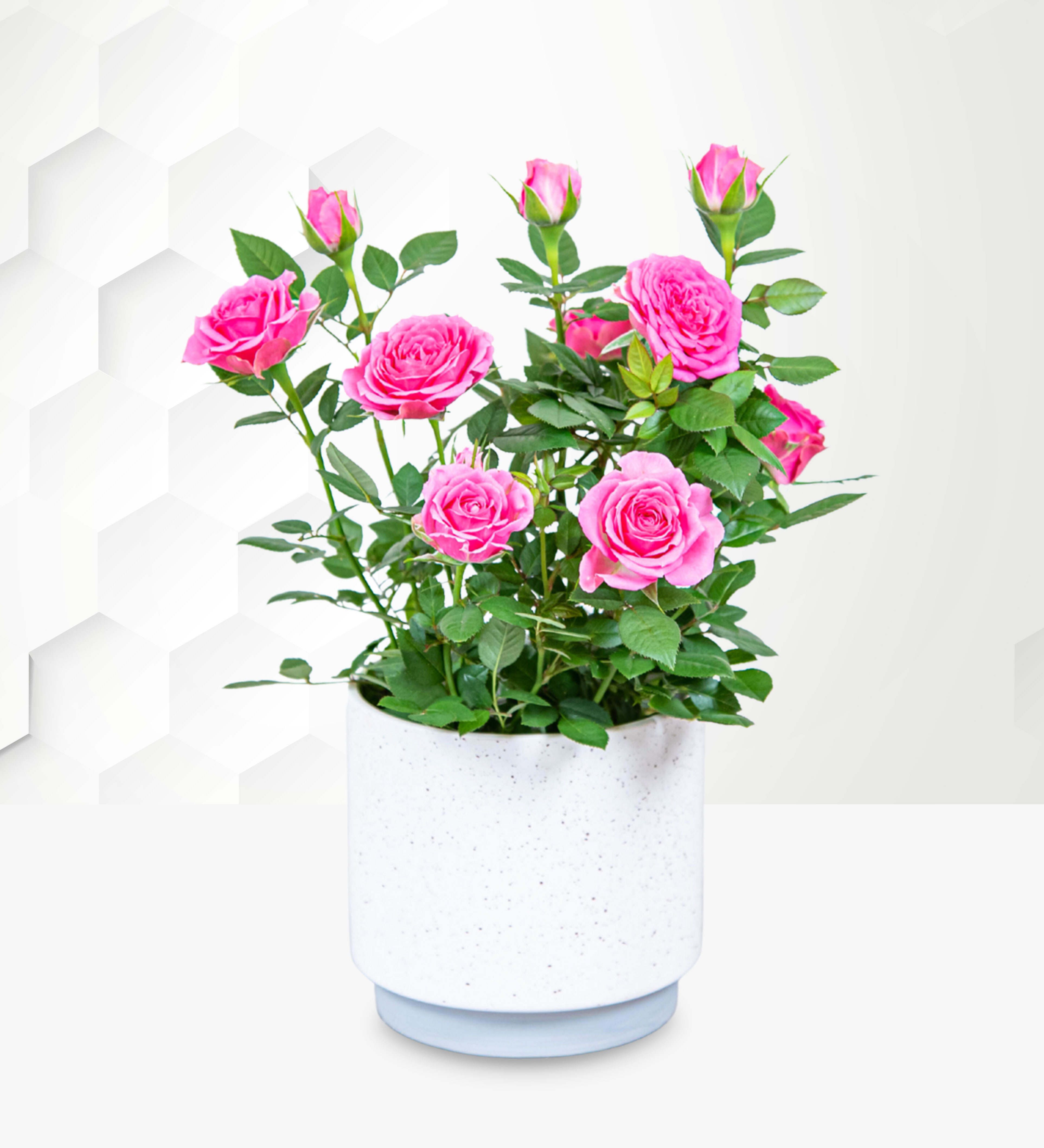 online-plant-delivery-prestige-hampers